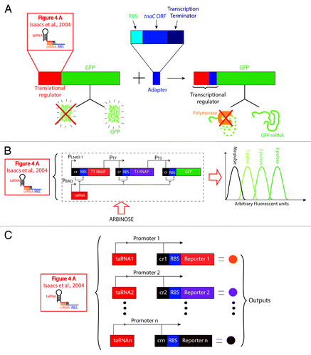 Figure 7. Application of a translational regulator to construct complex genetic circuits. The following three examples use the crRNA-taRNA, a riboregulator that controls translation initiation (Fig. 5A, Isaacs et al.,Citation73 2004), to engineer different synthetic systems. (A) An adaptor that converts regulators from translational to transcriptional. By fusing an adaptor to a translational regulator, the translational regulator becomes transcriptional regulator. The adaptor consists of a Ribosomal Binding Site (RBS), an Open Reading Frame (ORF) of a short leader peptide (tnaC), and a transcription termination region. By fusing this element to the translational regulator (e.g., crRNA-taRNA), translation of the adaptor is controllable (not shown). In the absence of the adaptor, regulation of GFP is at the translation initiation level by RBS sequestration. In contrast, by merging the adaptor, regulation of GFP is at the transcriptional elongation level; in this case, when the upstream translational regulator turns off synthesis of the adaptor, the transcription terminator in this element is exposed and arrests transcription of GFP (at the mRNA level). Likewise, when the translational regulator turns on synthesis of the adaptor, translation of GFP is activated at the protein level.Citation1 (B) Riboregulated Transcription Cascade (RTC) with the ability to count. By arranging 3 genes controlled by the translational regulator (crRNA-taRNA) into a transcriptional cascade a genetic circuit is built with the ability to count. When PBAD promoter is not induced, the crRNA element present in each gene blocks translation of the T7 and T3 RNA Polymerase (RNAP), and GFP. In contrast, when PBAD is induced with arabinose, the level of fluorescence generated correlates with the number of pulses of arabinose fed into the system.Citation78 (C) Switchboard for multi-sensing and metabolic pathway control. A series of rationally designed orthogonal variants of the crRNA-taRNA system (cr1, cr2…crn; taRNA1, taRNA2…taRNAn) are fused to multiple gene reporters (Reporter 1, Reporter 2…Reporter n) for simultaneous and independent regulation. The complex genetic circuit is arranged in parallel (each pair of crRNA-taRNA variants is under the control of a different promoter) to be able to sense multiple inputs and convert them into a measurable output (e.g., enzymatic and/or fluorescence reads).Citation79