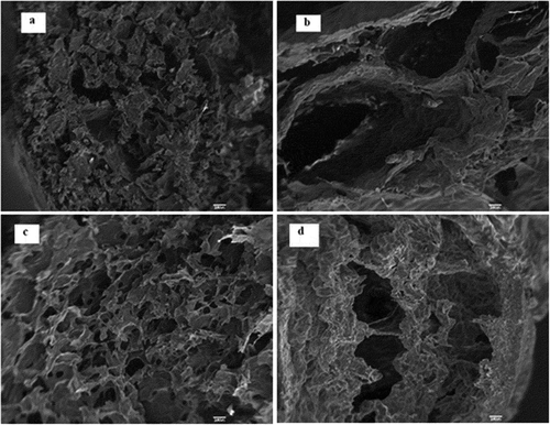Figure 3  SEM images of internal micro-structures of control (frozen) and vaccum-assisted microwave dried Saskatoon berries: (a) drying condition 7 (control); (b) drying condition 7 (most dried); (c) drying condition 15 (control); (d) drying condition 15 (least dried).