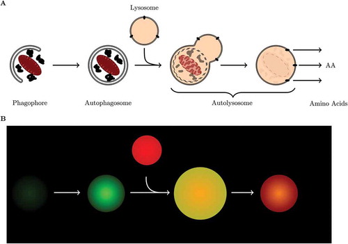 Figure 1. The process of macroautophagy. (a) Schematic representation of the autophagic process, and (b) cartoon illustration of the fluorescence signal of a cell expressing GFP-LC3B and stained with LysoTracker Red.