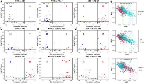 Figure 6. Modes of association between NOR and MES phenotypes with metabolic programs, PD-L1 and GD2 synthase gene (B4GALNT1). a) volcano plots showing Spearman correlation coefficients (x-axis) and -log10(p-value) (y-axis) for NOR vs. MES (left), NOR vs. PD-L1 (middle) and MES vs. PD-L1 gene signature (right). Significant correlations (R > ± 0.3 and p < .05) are shown as red (positive) and blue (negative) datapoints. Same as a) but for b) nor vs. FAO (top), MES vs. FAO (bottom), c) NOR vs. Glycolysis (top), MES vs. Glycolysis (bottom) and d) NOR vs. B4GALNT1 (top), MES vs. B4GALNT1 (bottom). e) scatterplots of scRNA-seq data depicting NOR (x-axis) and MES scores (y-axis) of each cell for the control sample of GSE163429. The vertical and horizontal green lines are positioned at the median of NOR and MES scores, respectively. Maroon datapoints correspond to ‘high’, and blue datapoints represent ‘low’ glycolysis (top), FAO scores (middle), imputed B4GALNT1 gene expression values (bottom). Threshold for ‘high’ and ‘low’ is set at the median value.