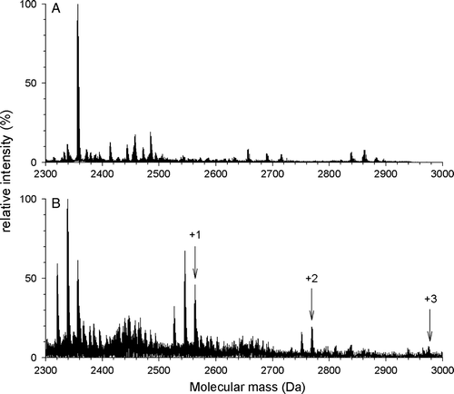 Figure 6.  DCCD labeling is dependent on peptide concentration. Peptide145–164 diluted to a final concentration of 3 µg/ml (A) or 100 µg/ml (B) was modified for 1 h with DCCD at pH 6.0 and ESI-MS spectra were recorded. No labeling was observed with 3 µg/ml and a labeling comparable to the one described in Figure 3 was observed for 100 µg/ml.