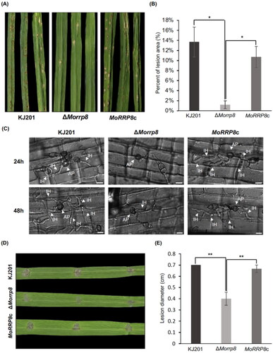 Figure 4. Effect on MoRRP8 deletion on pathogenicity. (A) Lesion development in rice leaves seven days post-spray inoculation; (B) Lesion area measured from post-spray inoculated leaves shown in (A). Graph of the Percentage of lesion area in diseased rice leaves, statistical analysis of diseased lesions after KJ201, ΔMorrp8 and MoRRP8c were all set to the same width (*, p < .05; Tukey HSD test n = 3); (C) Observation of invasive growth using rice sheath assay. Invasive growth in rice sheath cells was monitored under a microscope at 24, 48 h post inoculation (hpi); (D) Lesion development in wound-inoculated rice leaves seven days post-inoculation; (E) Lesion area measured from wound-inoculated leaves shown in (D). Graph showing the length (cm) of lesions formed by KJ201, ΔMorrp8 and MoRRP8c statistics (**, p < .01; Tukey HSD test n = 3).