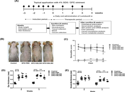 Figure 1. Symptom changes with oral administration of L. rhamnosus KBL365 or L. paracasei KBL382 in mice with Dermatophagoides farinae extract (DFE)-induced atopic dermatitis (AD)-like symptoms. (A) Experimental design. The mice were treated with DFE for 7 weeks. After 3 weeks from the initial DFE application, mice were fed KBL382 or KBL365 for 4 weeks. Body weight and dermatitis scores were measured at 1-week intervals. (B) Photographs of DFE-induced dermatitis in NC/Nga mice were taken on d 49. Four groups of mice (N = 7–9) were treated with (1) PBS (Control), (2) DFE+PBS, (3) DFE+KBL365, and (4) DFE+KBL382. (C) Dermatitis scores were evaluated once a week for 4 weeks after bacterial administration. (D) Ear and (E) dorsal skin thickness were measured once a week for 4 weeks. Statistical analyses were performed using the Mann–Whitney U-test for comparison with DFE+PBS mice (N = 7–9 mice per group). Error bars represent SEM. * P< .05; ** P< .01; *** P< .001.