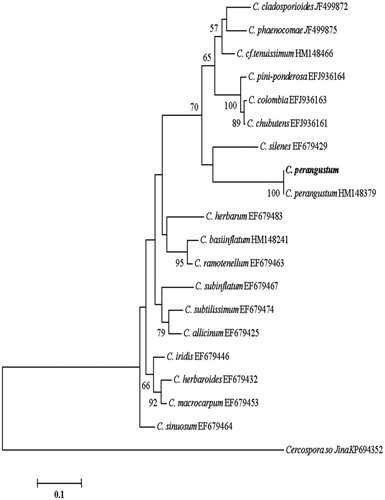 Figure 6. Phylogenetic tree for C. perangustum and related species based on neighbor-joining analysis of translation elongation factor 1 α (TEF - 1α) gene region sequence using MEGA 5.0. The numbers at the nodes indicate the bootstrap support calculated for 1,000 repetitions. The scale bar indicates 0.1 substitutions per nucleotide position, outgroup is Cercospora sojina. C. perangustum: Cladosporium perangustum DUCC6005.