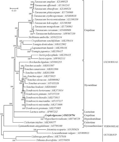 Figure 1. Phylogenetic position of Crepis rigescens based on a comparison with the complete mitochondrial genome sequences of 36 other Cichorioideae species and 4 Asteroideae as outgroups. The analysis was performed using MrBayes v3.1.2 program integrated with TOPALi V2.5 software. The accession number for each species is indicated after the scientific name.