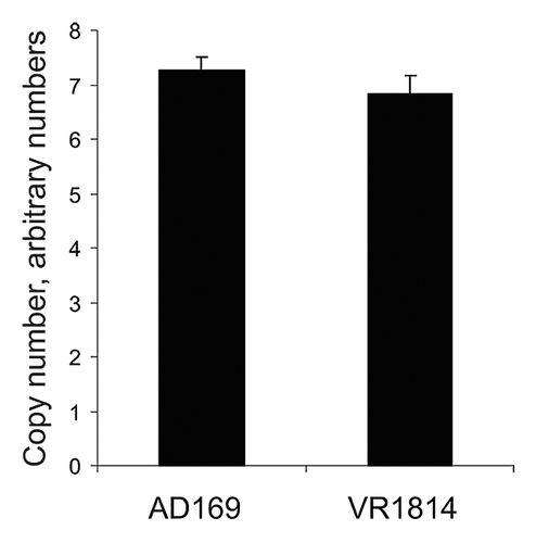 Figure 3. Determination of HCMV genome relative copy numbers in infected cells by using real time qPCR. A specific region of the HCMV genome (pp150) was amplified by qPCR as reported previously.Citation29 18S genomic region was amplified as internal control for amount of host cell genome. HCMV copy numbers were normalized based on 18S amplification. Error bars denote standard deviation of triplicate measurements in triplicate infections, in total 9 data points for each viral strain.