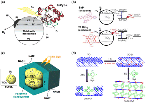 Figure 5. Porphyrin-related organic–inorganic composite systems for photocatalytic hydrogen production. (a) Zinc-treated Cyt-c enzyme-sensitized photocatalyst. Reprinted with permission from Ref. [Citation68]. Copyright 2005 American Chemical Society. (b) Sn-porphyrin–TiO2 hybrid system. Reprinted from Ref. [Citation69] with permission from The Royal Society of Chemistry. (c) Porphyrin nanocylinder-packed TiO2 system. NADH: nicotinamide adenine dinucleotide. Reprinted with permission from Ref. [Citation71]. Copyright 2013 American Chemical Society. (d) Porphyrin–graphene composite photocatalyst. Reprinted with permission from Ref. [Citation73]. Copyright Elsevier.