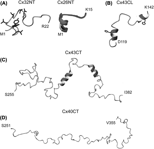 Figure 3. Structure of connexin cytoplasmic domains. Solution NMR structures for the (A) Cx32 and Cx26 NT domains, (B) Cx43CL domain, (C) Cx43CT domain and (D) Cx40CT domain. Helical regions are indicated by the ribbon diagrams. Images are reprinted with permission: Cx32, CitationKalmatsky et al., 2009; Cx26 CitationPurnick et al., 2000; Cx43CL2, CitationDuffy et al., 2002; Cx43CT, CitationSorgen et al., 2004; Cx40CT CitationBouvier et al., 2009.
