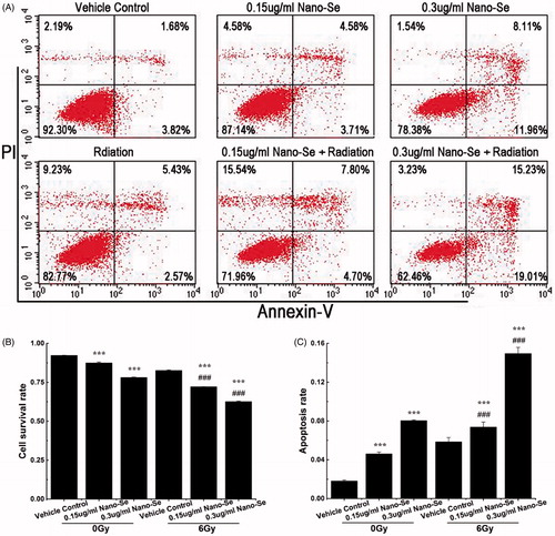 Figure 4. Enhancement of irradiation-induced mortality and apoptosis by Nano-Se. (A) MCF-7 cells were exposed to indicated concentrations of Nano-Se or 6 Gy or both, and stained with Annexin V/PI before flow cytometry analysis. Cell survival rates (B) and quantitative analysis of apoptosis cell percentage (C) obtained after flow cytometry evaluation (*p < .05, **p < .01, ***p < .001, the Nano-Se group (0/6 Gy) compared with vehicle control group (0/6 Gy); #p < .05, ##p < .01, ###p < .001, the combined group (Nano-se and radiation) compared with Nano-Se group).