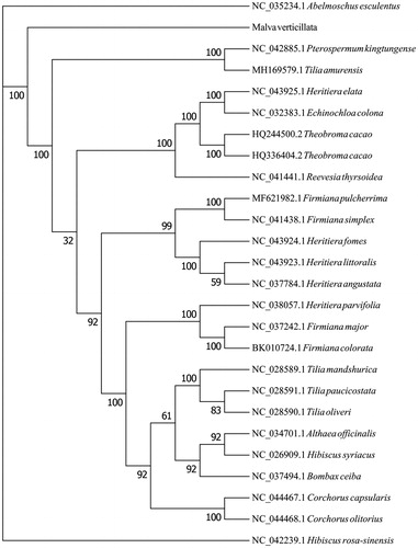 Figure 1. The ML phylogenetic tree of Malvaceae based on the complete chloroplast genomes of representative species of 13 genera.