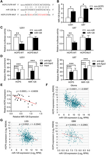 Figure 4 MiR-128 was down-regulated by HCP5 in glioma cell lines. (A) The predicted binding sites between HCP5 and miR-128. (B) The relative expression of miR-128 after knockdown HCP5 in glioma cells. Error bars were represented as the mean ± SD (n =5, each group). *p <0.05. (C) The relative luciferase activity was performed by dual-luciferase reporter assay. Error bars were represented as the mean ± SD (n = 5, each group). **p < 0.01. (D) qRT-PCR was performed to detect HCP5 and miR-128 in the same RNA-induced silencing complex using Ago2 antibody. (n = 5, each group). *** p < 0.001. (E) The correlation of MiR-128 expression and HCP5 expression in normal brain tissues (NBTs, n=5), LGG (n=5), Grade III (n=7), and GBM (n=8) tissues. (F) The correlation of MiR-128 expression and HCP5 expression in Glioma from the TCGA database. (G) The correlation of MiR-128 expression and HCP5 expression in LGG or GBM from the TCGA database. LGG: n=506; GBM: n=149.