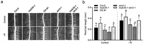 Figure 1. MYB30 and EIN3 antagonistically modulate RH growth under the Pi deficiency condition. (a) RH length investigation. Seedlings of Col-0, myb30-1, MYB30-OX, ein3-1, and myb30-1 ein3-1 were germinated and grown on MS medium (Control) or MS medium without Pi (-Pi) for 4 d. Photographs were taken and the RH length was determined. Bar = 0.5 mm. (b) Quantification of the RH length in (a). Approximate 10 seedlings were scored for RH length determination in each experiment. Error bar represents SD (n > 10). Three independent experiments were carried out and similar results were obtained. Statistical signiﬁcance was determined using a Student’s t-test by comparing with the WT control (Col-0) in each treatment; signiﬁcant differences are indicated by different lowercase letters (P < .05)