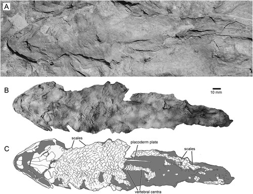 FIGURE 2. Harajicadectes zhumini from the Harajica Sandstone Member (Givetian–Frasnian), Northern Territory, Australia, Holotype NTM P6410. A, photographed as a natural mold in situ as it was discovered in 2016; B, as a whitened latex peel; and C, interpretative drawing.