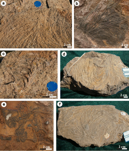 Figure 6. Zoophycos on the bedding plane from the Taiyuan Formation of Fucheng and Jiaozuo areas. (a) Zoophycos brianteus from the limestone (L2) of Fucheng; (b) Zoophycos brianteus with black filling from the limestone (L2) of Fucheng; (c) Zoophycos villae from the limestone (L2) of Fucheng; (d) Zoophycos aff. cauda-galli from the limestone (L6) of Fucheng; (e) Zoophycos isp. 1 from the limestone (L7) of Jiaozuo; (f) Zoophycos isp. 2 from the limestone (L7) of Fucheng.