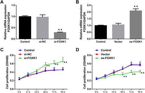 Figure 2. FOXK1 is successfully silenced or overexpressed and FOXK1 inhibits GCs proliferation in PCOS rats. (A) Transfection efficiency of FOXK1 silencing in GCs of PCOS rats was examined by qRT-PCR. (B) qRT-PCR was used to detect the transfection efficiency of FOXK1 overexpression in GCs of PCOS rats. (C) CCK-8 assay detected the effect of silencing FOXK1 on proliferation in GCs of PCOS rats. (D) CCK-8 assay was used to detect the effect of overexpression of FOXK1 on GCs proliferation in PCOS rats. n = 3, compared to the vector group, ▲p < .05, ▲▲p < .01.