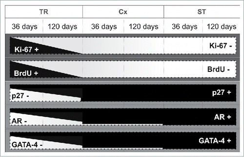 Figure 10. Diagram summarizing the results found in the present study. Representation of positive (+; black areas) and negative (-; white areas) Sertoli cells for each functional marker considered (Ki67, BrdU, p27, AR, and GATA-4) in the 3 testis parenchyma regions evaluated in 36 and 120 days-old Wistar rats. As shown schematically, the relative expression of these markers in TR is clearly distinct when compared to the other 2 investigated regions (Cx and ST). TR: transition region; Cx: area adjacent to the TR; ST: seminiferous tubules.