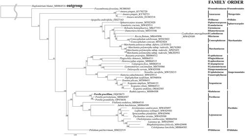 Figure 3. Maximum likelihood tree inferred from complete cpDNA of 43 cp genomes from the other bryophytes. The focal species was marked in bold. The GenBank accession numbers were indicated after the species names with an underscore. The number near the branches indicates bootstrap values. The following sequences were used: Haplomitrium blumei MH064516 (Yu et al. Citation2019) as a outgroup species, and Fossombronia foveolata NC080365 (Paukszto et al. Citation2023), Aneura pinguis KY702720, KY702721 (Myszczyński et al. Citation2017), A. mirabilis EU043314 (Wickett et al. Citation2008), Apopellia endiviifolia JX827163 (Grosche et al. Citation2012), Sphaerocarpos texanus MT023020, Lunularia cruciata MW429511 (Frangedakis et al. Citation2021), Reboulia hemisphaerica MK477551 (Kwon, Min, Kim, et al. Citation2019), Dumortiera hirsuta MH355546 (Kwon et al. Citation2019), Cyathodium smaragdinum MW429509 (Frangedakis et al. Citation2021), Riccia fluitans MK645896 (Kwon, Min, Xi, et al. Citation2019), Conocephalum salebrosum MT023022, C. conicum MT023024, Marchantia paleacea subsp. diptera LC035012, M. polymorpha subsp. ruderalis MG762001, M. polymorpha subsp. ruderalis AP025455, M. polymorpha subsp. ruderalis MK202952, Bazzania praerupta MH064512 (Yu et al. Citation2019), Plagiochila chinensis MH064511, Heteroscyphus argutus MH064515 (Yu et al. Citation2019), Calypogeia fissa MH064514 (Yu et al. Citation2019), Gymnomitrion concinnatum MH705066 (Myszczyński et al. Citation2018), Delavayella serrata MW429508 (Frangedakis et al. Citation2021), Nowellia curvifolia MW528215, Hattoria yakushimensis MW429512 (Frangedakis et al. Citation2021), Diplophyllum taxifolium MT948954 (Bum et al. Citation2020), Douinia plicata MT898431 (Bum et al. Citation2020), Scapania ampliata MT644123 (Choi et al. Citation2020), S. ciliate MH064513, S. undulata OK662585, Radula japonica MH064508 (Yu et al. Citation2019), Porella gracillima OQ658673 (this paper) P. perrottetiana MH064507, P. grandiloba OP476656 (Lee et al. Citation2023), Frullania nodulosa MH064510 (Yu et al. Citation2019), Jubula hutchinsiae MH064509 (Yu et al. Citation2019), Acrolejeunea sandvicensis MW429497 (Frangedakis et al. Citation2021), Lopholejeunea zollingeri MW429501 (Frangedakis et al. Citation2021), Spruceanthus planifolius MW429496, Ptychanthus striatus MW429500 (Frangedakis et al. Citation2021), Cheilolejeunea xanthocarpa MH064504 (Yu et al. Citation2019), Lejeunea sp. 17-8794 MW429495 (Frangedakis et al. Citation2021), Rhaphidolejeunea foliicola MW429498 (Frangedakis et al. Citation2021), Cololejeunea lanciloba MH064505 (Yu et al. Citation2019), Ptilidium ciliare var. pulcherrimum HM222519.