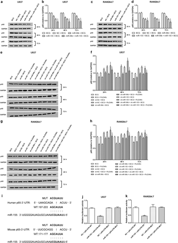 Fig. 4 Effect of miR-155 and miR-99b on p65 expression.U937 and RAW264.7 cells were transfected with a negative control miRNA mimic (indicated with NC), miR-155, or miR-99b mimics, both miR-155 and miR-99b mimics, a negative control miRNA inhibitor (indicated with sh-NC), a miR-155 inhibitor (indicated with sh-miR-155), a miR-99b inhibitor (indicated with sh-miR-99b), or both the miR-99b and miR-155 inhibitors. After 24 h post transfection, cells were infected with BCG (MOI 1/5) and cells in the BCG + Rv2346c group were also treated with Rv2346c (500 pg/ml). After incubating for 24, 48, or 72 h, cells were collected to extract total protein. The protein expression was detected via western blotting. The results are representative of three independent experiments. Data are presented as the means ± SD. *P < 0.05 vs. a negative control (NC group or sh-NC group) + BCG group (with or without Rv2346c treatment); &P < 0.05 vs. miR-99b or sh-miR-99b + BCG group (with or without Rv2346c treatment); $P < 0.05 vs. miR-155 or sh-miR-155 + BCG group (with or without Rv2346c treatment) (a–h). Sequence alignment of miR-155 and its conserved target site in the P65-UTR is shown (i). Luciferase activity was measured in U937 and RAW264.7 cells with a dual-luciferase reporter assay. The cells were co-transfected with a plasmid expressing miR-155 mimic or a control miRNA (indicated with NC) and a vector expressing P65-UTR WT or P65-UTR MUT. Firefly luciferase activity was normalized to Renilla luciferase activity. The results are representative of three independent experiments. Data are presented as the means ± SD. * P < 0.05 vs. NC + P65-UTR-WT group (j, k)