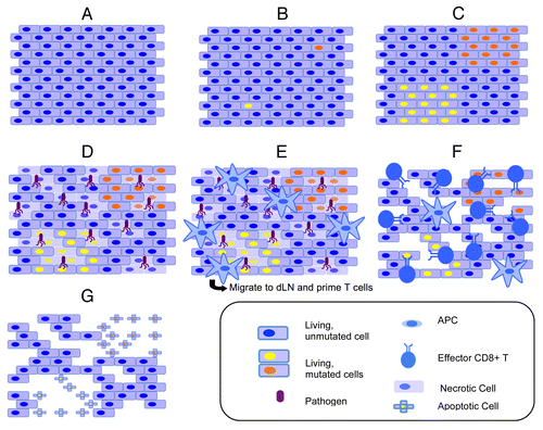 Figure 1. Essential elements of our hypothesis. (A) Normal tissue with no mutations and no neo-antigens. (B) Cells within the tissue undergo random somatic mutations, a proportion of which (~2/3rd) are expected to be non-synonymous. A fraction of such non-synonymous mutations can lead to immunologically recognizable MHC-restricted neo-epitopes (indicated by nuclei of different colors). The cartoon exaggerates the frequency of the neo-epitopes, which is obviously very low and varies with tissue type based on the spontaneous mutation frequency of constituting cells. (C) The cells harboring the neo-epitopes (as well as other cells) expand along with the turnover of the tissue. This expansion may result from the asymmetric proliferation of stem cells or more differentiated tissue precursors. (D) The immune system may remain ignorant (or tolerant) of the neo-epitopes, except in case of an infection, trauma or other event that may create an inflammatory environment and/or local necrosis. (E) Antigen-presenting cells (APCs) infiltrate the tissue, engulf pathogen-encoded antigens (if any) as well as the neo-antigens, and initiate the priming of naïve T cells against these epitopes. (F) Primed effector T cells eventually infiltrate the tissue and attack pathogen-infected cells (if any) as well as the cells expressing the neo-antigens. (G) These events result in the loss of tissue mass due to the elimination of parenchymal cells by T lymphocytes. The resulting damage might be limited by immunosuppressive mechanisms to prevent catastrophic autoimmunity (not shown). Nonetheless, over time this may contribute to the functional tissue impairment that is associated with aging.