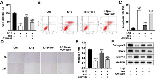 Figure 2. OCY-exos facilitates IL-1β-mediated cell viability, migration, and ECM deposition, and suppresses apoptosis. After the chondrocytes were treated with IL-1β, OCY-exos, and GW4689, (A) cell viability was evaluated by CCK-8; (B) apoptosis was assessed by flow cytometry and quantified in (C); (D) migration was analyzed using a wound healing assay and quantified in (E); and (F) a Western Blot was used to measure the protein levels of collagen II, SOX9, and MMP13. ***, ###, and &&& p < 0.001.