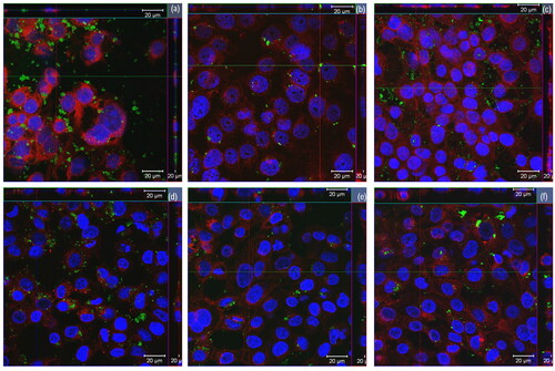 Figure 10. Orthogonal view of confocal images of the 16HBE14o- cells treated for 24 h with (A) 25 µg/ml of rGO1, (B) 12 µg/ml of rGO2, (C) 12 µg/ml of rGO3, (D) 25 µg/ml of rGO4, (E) 25 µg/ml of rGO5 and (F) 25 µg/ml of rGO6. Cell nuclei: blue; cell membranes: red; rGOs: green.