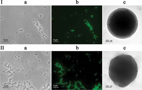 Figure 3. Bacillus anthracis recombinant antigens form complexes with SPs and retain antigenic specificity within complexes. (I) SPs-rPA83 complexes; (II) SPs-rPA3 + 4 complexes. (I) Phase contrast (a) and fluorescence microscopy (b) of SPs-rPA83FITC. (c) Immunoelectron microscopy of SPs-rPA83 complex. (II) Phase contrast (a) and fluorescence microscopy (b) of SPs-rPA3 + 4FITC. (c) Immunoelectron microscopy of SPs-rPA3 + 4 complex. rPA83FITC – rPA83 labeled with fluorescein isothiocyanate, rPA3 + 4FITC – rPA3 + 4 labeled with fluorescein isothiocyanate. For detection by immunogold microscopy was used primary antibodies to the rPA83 and secondary antibodies conjugated with colloidal gold (d = 12 nm) (“Jackson immunoresearch”, USA)