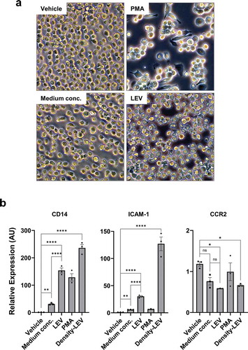 Figure 3. LEV treatment induces the differentiation of human monocytic THP1 cells towards the macrophage lineage. (a) Bright-field microscopic images of THP1 cells in culture. THP1 cells in suspension were treated with vehicle (HBS), PMA (10 nM), medium conc. (medium concentrates, 10 μg/mL), or LEVs (10 μg/mL) for 48 h. Magnification, 100 ×. (b) THP1 cells were treated with medium conc. (10 μg/mL), LEVs (10 μg/mL), PMA (10 nM), or density-purified LEVs (density-LEVs, 10 μg/mL) for 48 h. The mRNA expression of activated macrophage-specific genes was analysed by RT-qPCR. Glucose-6-phosphate dehydrogenase (G6PD) was used for normalization. Data are expressed as the mean fold change ± SEM of triplicate measurements and statistical significance was analysed by one-way ANOVA.