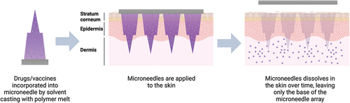 Figure 3. Schematic representation of the dissolvable MAP. the desired drugs or vaccines are integrated together with the microprojections which dissolves into the skin over time after application. Created with BioRender.com.