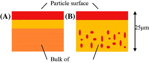 Figure 2. Schematic representation of phase separation near the surface of a dried lactose-macromolecule mixture, with two possible scenarios: (A) the bulk matrix is homogeneous, (B) the bulk of the particle is phase separated into macromolecule enriched zones in a lactose matrix. With yellow: lactose, red: macromolecule (BSA, HPMC, or poloxamer), and orange: mixture of both. The image was adapted from Nuzzo et al. [Citation45].