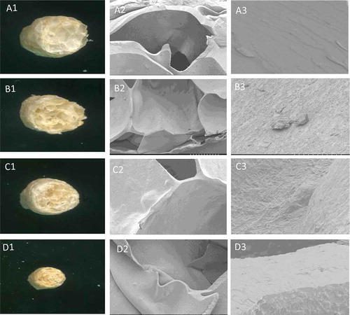 Figure 1. Cross-sectional areas, internal structure of the air cells and surface appearance of extrudate samples prepared with 0% (A), 5% (B), 10% (C), and 15% (D) passion fruit shell flour content in their formulation, imaged at 30X, 250X and 500X magnification.Figura 1. Áreas transversales, estructura interna de las células de aire y apariencia superficial de las muestras extruidas preparadas con 0% (A), 5% (B), 10% (C) y 15% (D) de contenido de harina de cáscara de maracuyá; imágenes ampliadas a 30X, 250X y 500X.