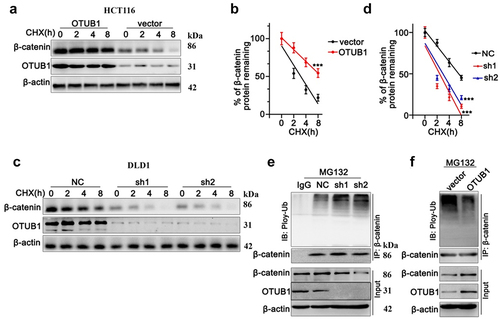 Figure 6. CHX chase test to detect protein degradation of OTUB1 and β-Catenin in HCT116 and DLD1 cell lines. (a-b) CHX chase test to measure OTUB1 and β-Catenin protein expression level in HCT116 cells treated with CHX for different timespan (0 h-8 h). (c-d) CHX chase test to measure OTUB1 and β-Catenin protein expression level in DLD1 cells treated with CHX for different timespan (0 h-8 h). (e) Co-Immunoprecipitation test to measure ubiquitylation of β-Catenin modulated by OTUB1 on HCT116 cells treated with MG132. (f) Co-Immunoprecipitation test to measure ubiquitylation of β-Catenin influenced by OTUB1 on DLD1 cells treated MG132. *** p < 0.001 compared with group NC or vector.