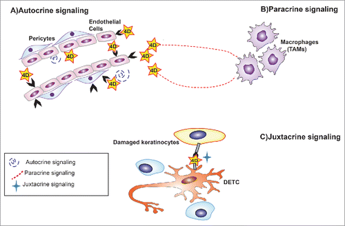 Figure 2. Various signaling mode paradigms used by Sema4D transmembrane semaphorin. Sema4D is taken as an example of diverse signaling paradigms of transmembrane semaphorins. In particular, Sema4D produced by endothelial cells can function in autocrine manner on its surface receptor such a PlexinB1. In addition, Sema4D released by other cells in the tumor microenvironment (e.g., Tumor Associated Macrophages) can signal in paracrine fashion to endothelial cells. Moreover, during wound healing, Sema4D expressed by dendritic epidermal T cells can bind to PlexinB2 expressed on the surface of damaged keratinocytes, acting in juxtacrine mode.