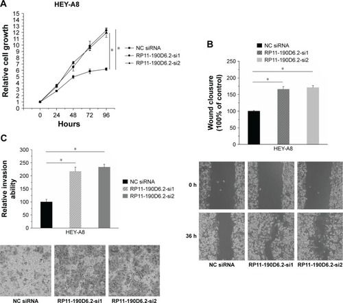 Figure 5 Cell proliferation, migration, and invasion were elevated by RP11-190D6.2 siRNA in HEY-A8 cells.