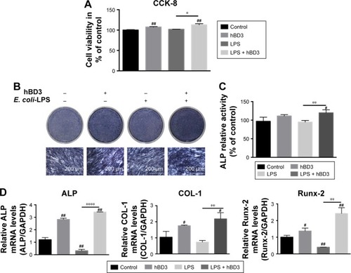 Figure 1 Effects of hBD3 on the cell viability and osteogenic differentiation of hPDLCs in inflammatory microenvironments.Notes: hPDLCs were treated with hBD3 (5 μg/mL) and E. coli-LPS (1 μg/mL). (A) The cell viability of hPDLCs was analyzed with a CCK-8 assay on day 7. (B) ALP staining and (C) ALP activity of hPDLCs after hBD3 treatment. (D) ALP, COL-1, and Runx-2 mRNA expressions on day 7 analyzed by real-time PCR. #P<0.05 and ##P<0.01 compared with the control group; *P<0.05, **P<0.01, and ****P<0.0001.Abbreviations: ALP, alkaline phosphatase; CCK-8, cell counting kit-8; COL-1, collagenase-I; E. coli, Escherichia coli; hBD3, human β-defensin 3; hPDLCs, human periodontal ligament cells; LPS, lipopolysaccharides; PCR, polymerase chain reaction; Runx-2, runt-related transcription factor 2.