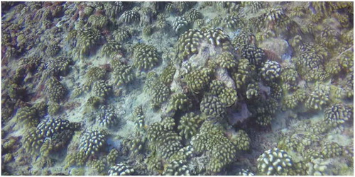 Figure 5. 3D model of a coral field, generated fully automatically from underwater images