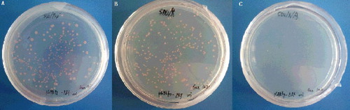 Figure 1. Test of PsnERF for autoactivation. Y2H containing pGBKT7-PsnERF screened on SD/-Trp medium (A), SD/-Trp/x-gal medium (B) and SD/-Trp /x-gal/AbA medium (C).