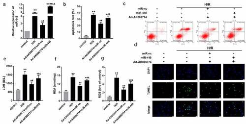 Figure 5. MiR-448 reversed the effect of AK006774 on cardiac I/R injury in vitro. (a) qPCR was performed to assess the level of AK006774 in cardiomyocytes in different groups. (b, c) Flow cytometry and Annexin V/PI staining were performed to detect the apoptosis of cardiomyocytes. (d) TUNEL staining was carried out to detect the apoptosis of cardiomyocytes. (e–g) The level of LDH, MDA, and ROS were detected using commercial kits. *p < 0.05 vs control,**p < 0.01 vs control, # p < 0.05 vs H/R group, ## p < 0.01 vs H/R group, & p < 0.05 vs AK006774+ miR-nc group, &&p < 0.01 vs AK006774+ miR-nc group