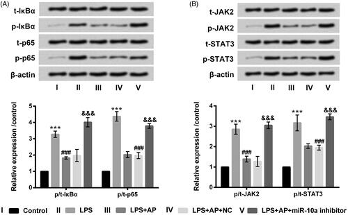 Figure 6. Impact of AP and miR-10a on NF-κB and JAK2/STAT3 pathways in HT22 cells with LPS treatment. HT22 cells were respectively transfected with miR-10a inhibitor and NC, and then were preconditioned with 80 μg/mL prior to dispose with LPS (1 μg/mL), (A) NF-κB pathway associated factors and (B) JAK2/STAT3 pathway associated factors examined through western blot. ***p < .001 vs Control; ###p < .001 vs LPS group; &&&p < .001 vs LPS + AP + NC.