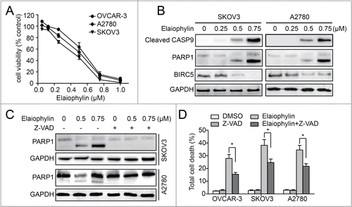 Figure 5. Elaiophylin-induced cell death is partially apoptotic in ovarian cancer cells. (A) Effect of elaiophylin on the viability of ovarian cancer cell lines (OVCAR3, A2780, and SKOV3). Data are mean ± SEM of 3 experiments. (B) SKOV3 and A2780 cells were treated with elaiophylin for 24 h. Protein levels of cleaved CASP9, PARP1, BIRC5, and glyceraldehyde 3-phosphate dehydrogenase (GAPDH) were detected by western blot. (C) SKOV3 and A2780 cells were treated with elaiophylin in the presence or absence of Z-VAD-FMK. PARP1 and GAPDH were detected by western blot. (D) Flow cytometric analysis of cell death. SKOV3, OVCAR3, and A2780 cells were treated for 24 h with elaiophylin (0.5 μM) or DMSO in the presence or absence of Z-VAD-FMK (25 μM). Data are means ± standard deviation of 3 independent experiments (*P < 0.05).