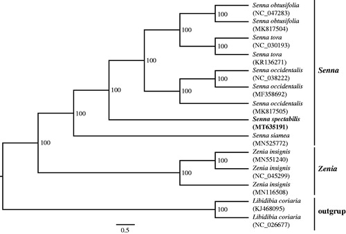 Figure 1. Maximum-likelihood tree based on 12 complete chloroplast genomes of Cassieae. Libidibia coriaria was used as outgroup. Bootstrap support values are shown at the branches.