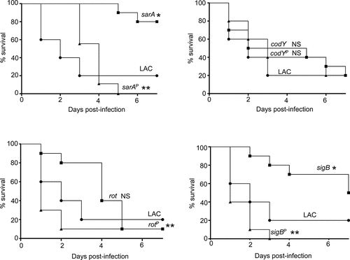 Figure 8. Impact of protease production on virulence in LAC. A murine sepsis model was used to assess the relative virulence of LAC, its sarA, codY, rot, and sigB mutants, and derivatives of each of these mutants unable to produce any extracellular protease (sarAP, codYP, rotP, and sigBP, respectively). Numbers indicate P values relative to the LAC parent strain. NS indicates no statistical significance by comparison to LAC