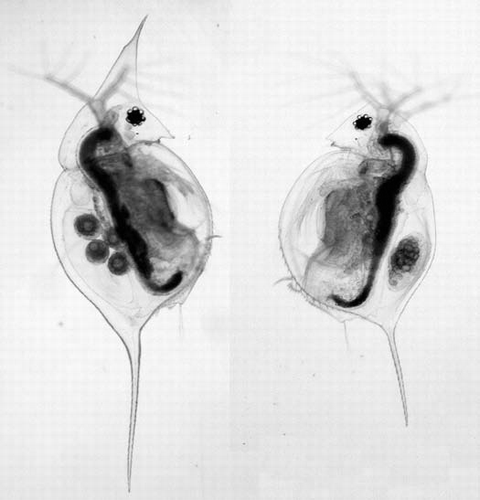 Figure 1 Phenotypic plasticity in two individuals of the same Daphnia lumholtzi clone. The individual on the left, but not the one on the right, was exposed to chemical cues exuded by fish.