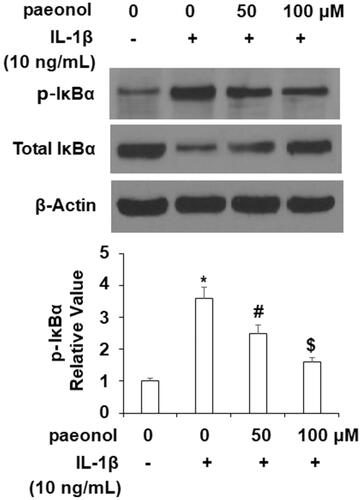 Figure 7. Paeonol inhibits the phosphorylation and degradation of IκBα. ATDC5 cells were incubated with 10 ng/mL IL-1β with or without paeonol (50, 100 μM) for 24 h. Phosphorylated and total IκBα was measured (*, #, $, P < .01 vs. previous control group).