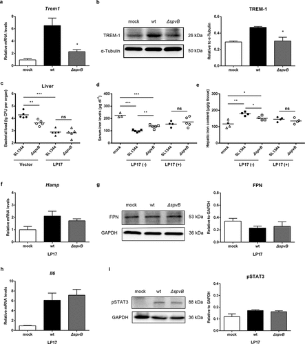 Figure 6. SpvB-mediated iron metabolic disorder is ameliorated by the TREM-1 inhibitor LP17. a, b) Streptomycin-pretreated mice were orally infected with 1 × 107 CFUs of either the WT or the ΔspvB mutant S. typhimurium strain and analyzed at 3 days post-infection. a) Hepatic Trem1 levels were determined by quantitative PCR (n = 4 mice, respectively). b) Western blot analysis of whole liver lysates with specific antibodies to TREM-1 and the control α-Tubulin (n = 3 mice, respectively). Densitometric analysis of TREM-1 relative to α-Tubulin protein and one of 3 representative western blot experiments are shown. c-i) S. typhimurium-infected mice were administered i.p with either LP17 or the same volume of vector and analyzed at 3 days post-infection. c) Hepatic bacterial load was determined by plating. d) Serum iron levels were measured with a colorimetric assay. e) Hepatic iron content was determined on the basis of a multiscan spectrum. f) Hepatic Hamp levels were determined by quantitative PCR (n = 4 mice, respectively). g) Western blot analysis of whole liver lysates with specific antibodies to FPN and the control GAPDH (n = 3 mice, respectively). Densitometric analysis of FPN relative to GAPDH protein and one of 3 representative western blot experiments are shown. h) Hepatic Il6 levels were determined by quantitative PCR (n = 4 mice, respectively). i) Western blot analysis of whole liver lysates with specific antibodies to pSTAT3 and the control GAPDH (n = 3 mice, respectively). Densitometric analysis of pSTAT3 relative to GAPDH protein and one of 3 representative western blot experiments are shown. Statistical analysis was performed with IBM SPSS statistics 22. Data were compared with independent Student’s t-test. Values are expressed as the mean ± SEM, and statistically significant differences are indicated. *P< .05; **P< .01; ***P< .001; ns, not significant