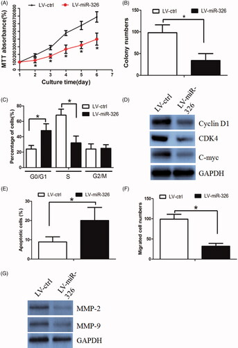 Figure 2. miR-326 inhibition decreased HCC cell proliferation and invasion. (A) The MTT assay revealed that restoration of miR-326 decreased cell proliferation. (B) Colony formation assay demonstrated that oncogenic survival was significantly decreased in LV-miR-326 cells compared with LV-ctrl cells. (C) LV-miR-326 cells displayed a significantly higher frequency of cells at the G1 phase and a lower frequency of cells at S phase. (D) Restoration of miR-326 affected the expression of G1/S phase checkpoint proteins. (E) Restoration of miR-326 increased the proportion of apoptosis in HCC cells. (F) Restoration of miR-326 decreased the HCC cell invasion ability, as revealed by the Boyden assay. (G) The expression levels of MMP-2 and MMP-9 protein were lower in LV-miR-326 cells.