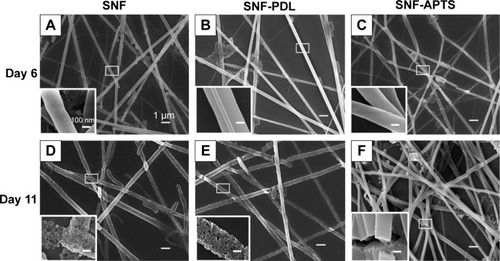 Figure 3 SEM images of SNF (A and D), SNF-PDL (B and E), and SNF-APTS (C and F).Notes: As-prepared substrates are immersed in 10 mM PBS for different time periods at 37°C: (A–C) after 6 days and (D–F) after 11 days. Inset in (D–F) are magnification of the corresponding surfaces. Scale bars represent 1 μm in A–F and 100 nm for insets.Abbreviations: SEM, scanning electron microscopy; SNF, silica nanofiber; SNF-PDL, poly-d-lysine-treated silica nanofiber; SNF-APTS, (3-aminopropyl) trimethoxysilane-modified silica nanofiber; PBS, phosphate-buffered saline.