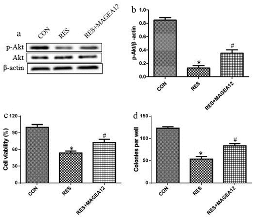 Figure 4. Resveratrol inhibits MAGEA12 signaling to decrease the levels of p-Akt and the growth of OSCC cells. MAGEA12-overexpressing cells were treated with resveratrol, then levels of Akt and p-Akt were determined by (a) western blot and (b) quantitated. Next we assessed for (c) cell viability using the CCK8 assay and (d) colony formation. *P < 0.05 vs control group (CON). #P < 0.05 vs resveratrol group (RES)