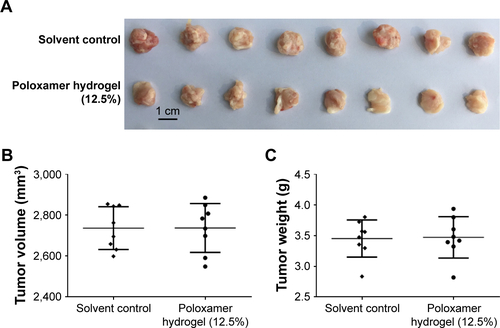 Figure S1 Poloxamer 407 hydrogel did not inhibit subcutaneous growth of MHCC97-H in nude mice.