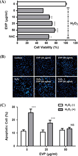 Fig. 3. Effect of EVP on H2O2-induced oxidative stress in C2C12 myoblasts.