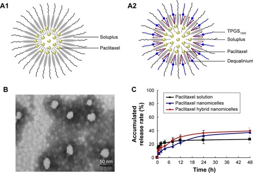 Figure 1 Characterization of paclitaxel hybrid nanomicelles.Notes: (A) Schematic representations of paclitaxel nanomicelles (A1) and paclitaxel hybrid nanomicelles (A2). (B) Transmission electron microscopy image of paclitaxel hybrid nanomicelles, scale bar =50 nm. (C) Paclitaxel release rates (%) of paclitaxel solution, paclitaxel nanomicelles, and paclitaxel hybrid nanomicelles in simulated gastric fluid (pH 1.2, for 2 h) and simulated intestinal fluid (pH 7.4, until 48 h) at 37°C. Data are presented as mean ± SD (n=3).Abbreviation: TPGS1000, d-α-tocopheryl polyethyleneglycol 1000 succinate.